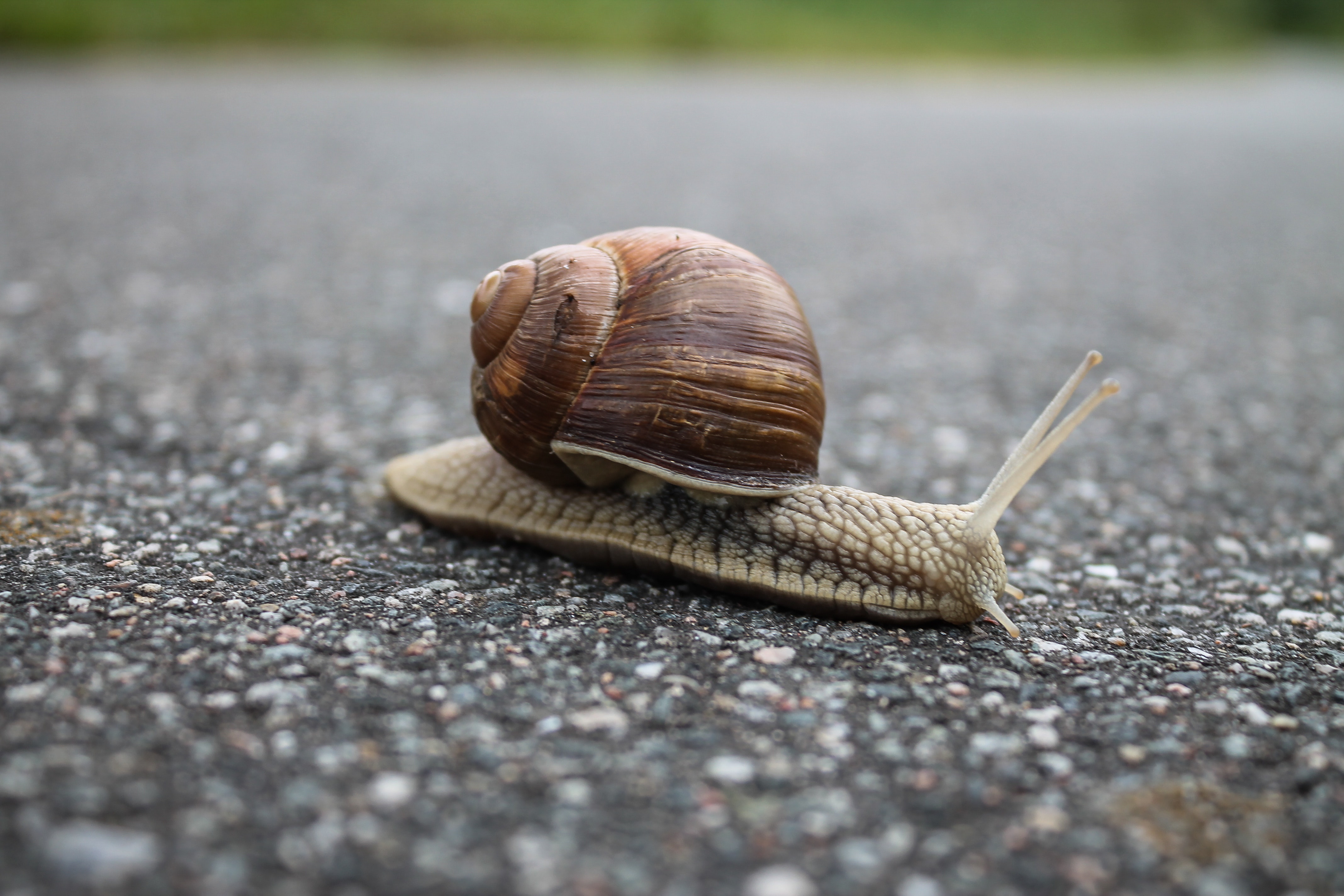 A snail crawling across a road